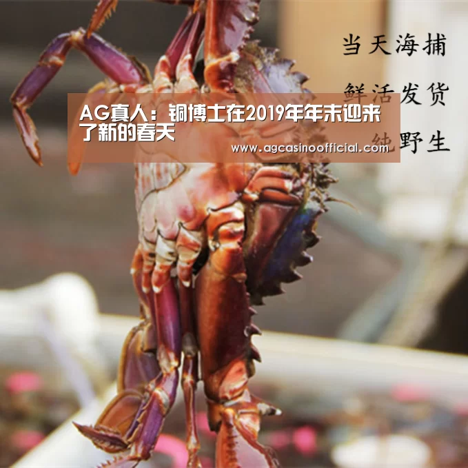 AG真人:铜博士在2019年年末迎来了新的春天(图2) AG通道