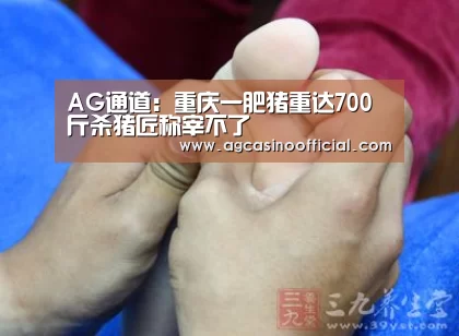 AG通道：重庆一肥猪重达700斤杀猪匠称宰不了(图3)