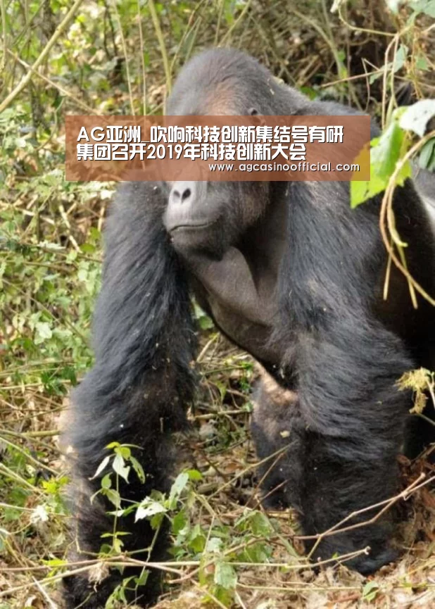 AG亚洲_吹响科技创新集结号有研集团召开2019年科技创新大会(图3) AG真人